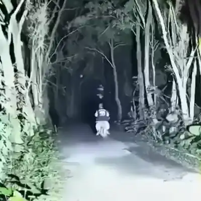 Un camino oscuro entre árboles iluminado por la linterna